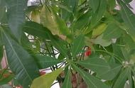 热带植物在家里能养吗（热带地区养什么植物）