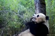 大熊猫多少年繁衍一次（大熊猫一般几年繁衍一次后代）