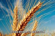 小麦的功效和营养价值（小麦有哪些营养和功效）