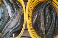 养殖黑鱼年收入十万要多大鱼塘（养黑鱼一亩地有多少利润）