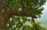 楠木与香楠树图片（普通楠木树图片）