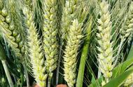 高产早熟小麦品种排行榜（十大高产小麦品种）