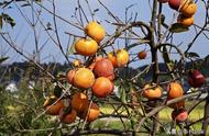冬柿子树和火晶柿子树有什么区别（脆柿子树和软柿子树是一个品种吗）