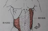 肚子斜下角是什么部位（肚子偏右侧是什么位置）