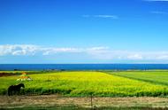 青海湖油菜花图片大全，青海湖油菜花风景最新视频