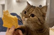 猫能够通过什么发现食物（猫能根据气味准确找到食物吗）