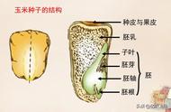 玉米胚乳图解（怎么分辨玉米的乳线）