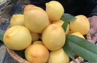 黄油桃图片（黄油桃和黄桃的区别）