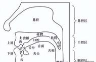 正确的说话发声方法和位置（说话腹部发声技巧八个步骤）