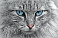 猫的眼睛不会变大变小了是怎么了（猫的眼睛突然变小是什么原因）