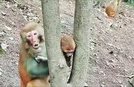 猴子养殖全过程视频（猴子养殖方法大全视频）