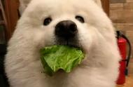 狗狗十种不能吃的蔬菜（狗狗不能吃的十种蔬菜）