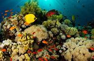 为什么珊瑚礁是五颜六色的（珊瑚礁为什么形成时间长）