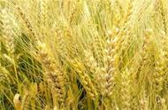 大麦与小麦的区别图解（大麦与小麦有什么区别）
