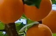 杏子要不要放在冰箱里（杏子能放冰箱里保存吗）