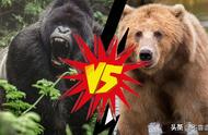 棕熊生活在热带雨林里吗（热带雨林有棕熊吗）