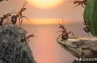 蚂蚁举重比自己重几倍（蚂蚁能搬起比自己重多少倍的东西）
