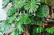 九种吸甲醛植物是哪些（室内最吸甲醛的植物排名）
