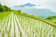 适宜水稻生长气候类型（适合水稻生长的有利气候条件是）