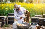 蜜蜂采蜜时的正确方法（蜜蜂怎么采蜜和怎么储存的）