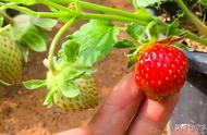 草莓种植详细步骤（种植草莓的详细步骤）