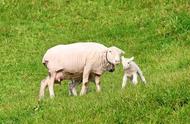 小羊羔与大母羊分离多久可以断奶（母羊断奶不吃草什么原因）