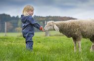 一只羊一天吃多少草料（30-40斤羊苗价格）