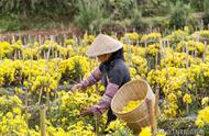 菊花的栽培历史和栽培方法（菊花栽培技术与要点）