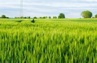 小麦播种一亩需要多少斤种子（小麦每亩播种多少斤）