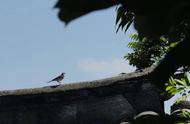 棕头牡丹鹦鹉抱窝多少天出小鸟（牡丹鹦鹉才出生的小鸟多久进食）