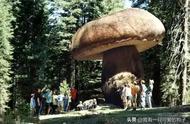 世界最大的蘑菇有多大（世界上最大的蘑菇十万平方公里）