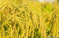 今年国家水稻保护价（今年国家水稻保护价格）