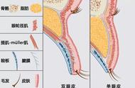 双眼皮是如何变成单眼皮（双眼皮是显性基因还是单眼皮是显性基因）