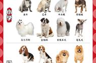 十大小型宠物狗智商排名（最新宠物狗智商排行榜前十）