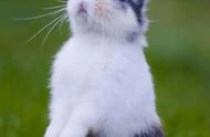兔子提耳朵分辨公母（长耳朵兔子是公的还是母的）