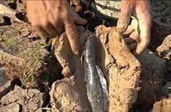 人与自然非洲肺鱼视频（非洲肺鱼埋土里视频）