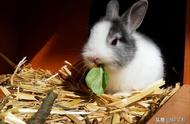 兔子可以长期吃哪种饲料（兔子可以吃杂粮吗）