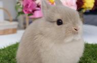 侏儒兔的寿命一般有几年（侏儒兔最多能活多少岁）