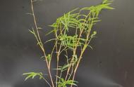 盆栽观音竹的养殖方法和注意事项（盆栽观音竹的种植方法步骤）