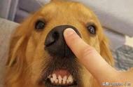 狗狗经常喜欢咬手指是怎么回事（狗狗为什么喜欢咬手指）