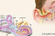 前庭功能迟钝的表现和训练方法（前庭功能最简单的训练方法两个月）