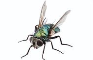 用什么蚊香能杀死苍蝇（一般的蚊香可以驱赶苍蝇吗）