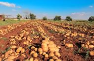 秋土豆几月份种植最好（11-12月适合种什么）
