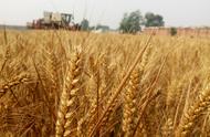今年山东小麦补贴下来了吗（小麦补贴最新消息山东）