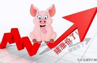 未来20天的猪价预测（未来10天猪价最新走势）