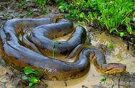 亚马逊50米巨蛇视频（亚马逊有50米长的巨蛇是真的吗）