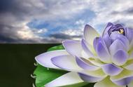 佛教中的紫色莲花寓意（佛教人看到三朵莲花代表什么）