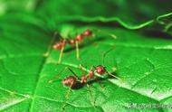 蚂蚁怎样传递信息（蚂蚁是怎样传递信息全过程）