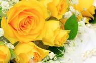 18朵黄玫瑰花的花语大全（29朵黄玫瑰花的花语是什么）