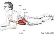 拉伸训练腹部肌肉方法（如何增加腹部肌肉训练方法）